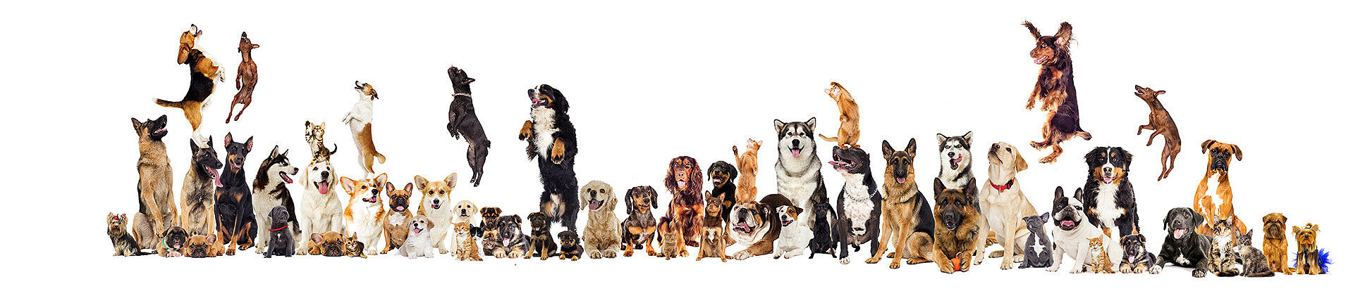 Collage Hunde und Katzen