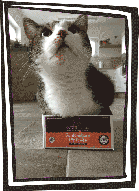 Katze in Schachtel