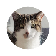 Kater Seme Portrait
